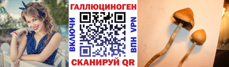 что такое   дарк нет формула  Псилоцибиновые грибы мицелий  Богородицк 